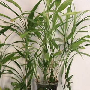 Meet your Posher, Jian